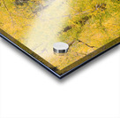 cottonwood autumn colors Acrylic print