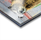 Marmot  Impression Acrylique