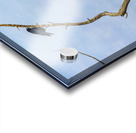 Bald Eagle Crow Acrylic print