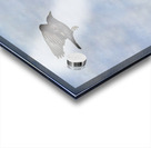 Crow Attacking Bald Eagle Acrylic print