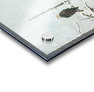 Bald Eagle Little Birdie Acrylic print