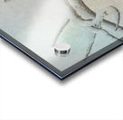 Eagle Eye Acrylic print