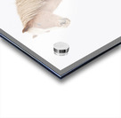 Smiling Palomino Snow Acrylic print