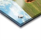 Longhorn Cattle and Devils Tower Acrylic print