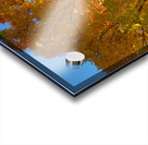 Stunning Autumn Tree Sunlight Through Colorful Leaves Acrylic print