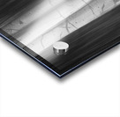 Aspen Tree Colonies Dreaming BW Acrylic print