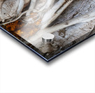 Magnificent and Colossal Intertwined Tree Acrylic print