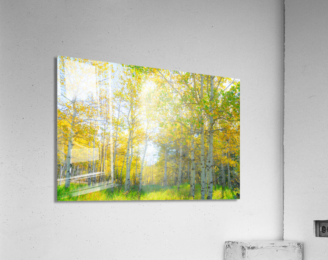 Golden Glimmer A Dance of Aspens in the Sun Acrylic Print