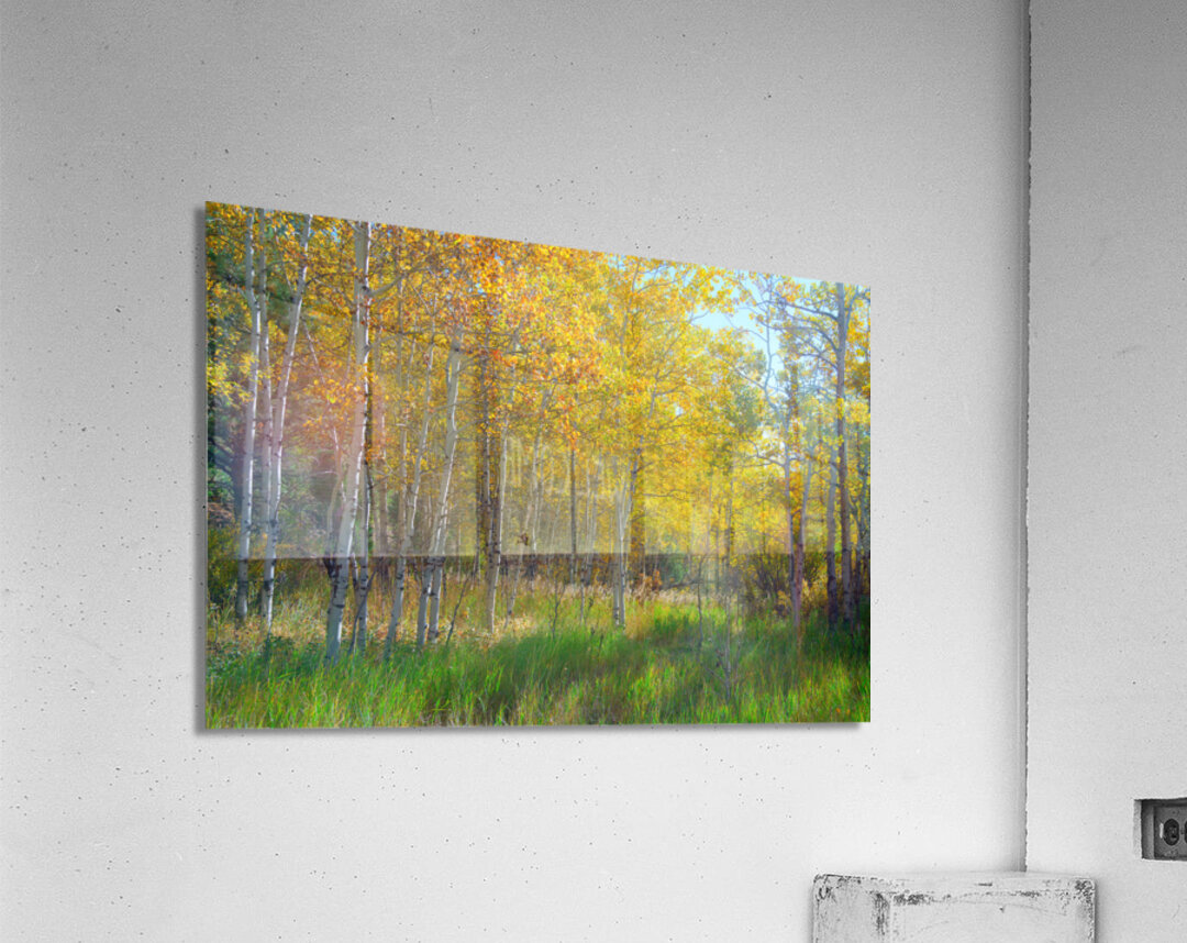 Golden Aspens & Green Dreams Natures Autumn Meadow Acrylic Print