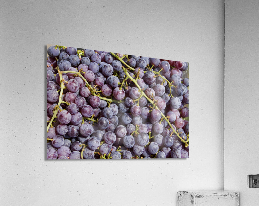 Grapes Up Cluse Acrylic Print