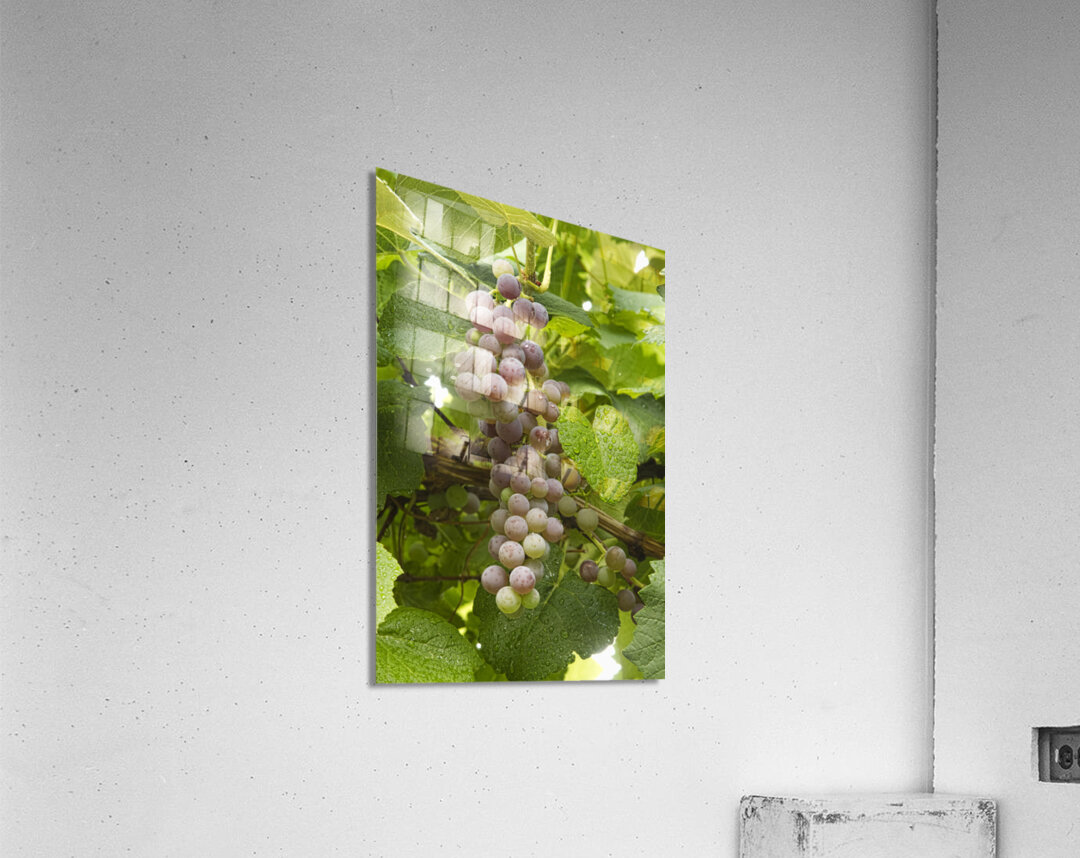 Red Grapes on The Vine Acrylic Print