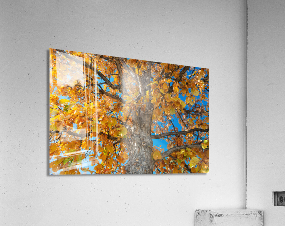 Golden Autumn Glow Under a Blue Sky Acrylic Print