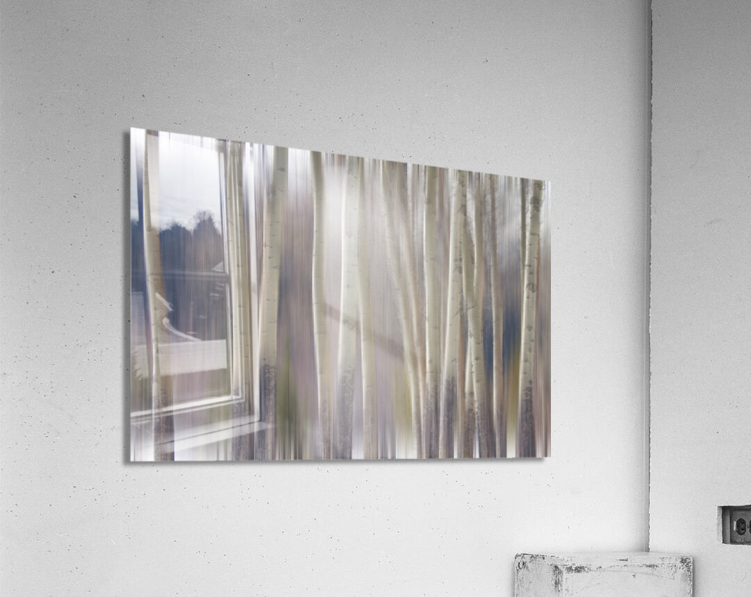 Rocky Mountain Winter Aspent Tree Forest Dream Acrylic Print