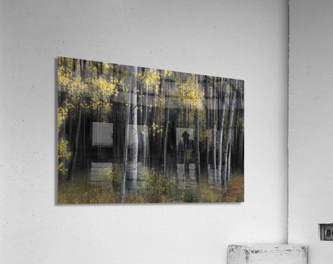Misty Aspen Grove Acrylic Print