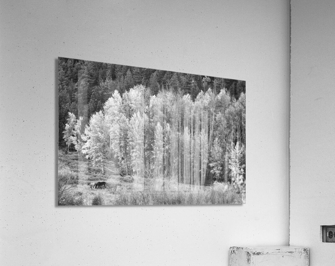 Autumn Grazing Horses Bonanza Acrylic Print