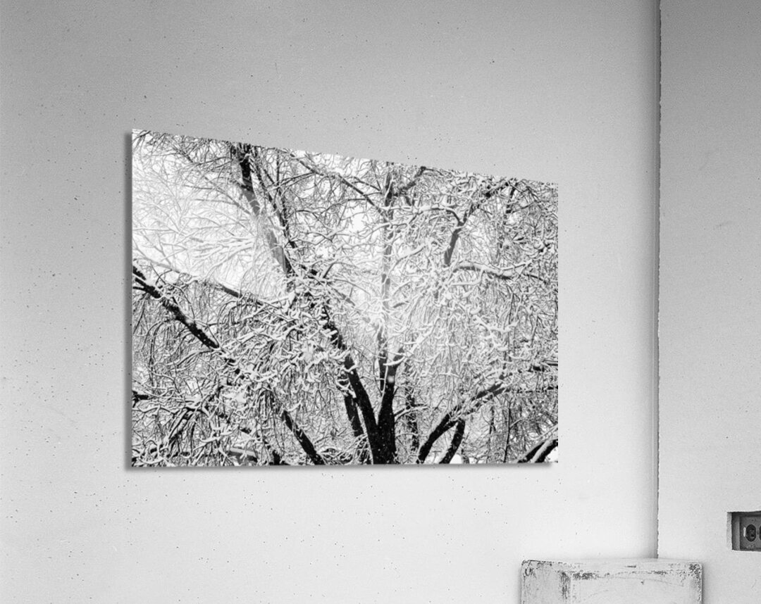 Black and White Snowy Tree Branches Abstract 2 Acrylic Print