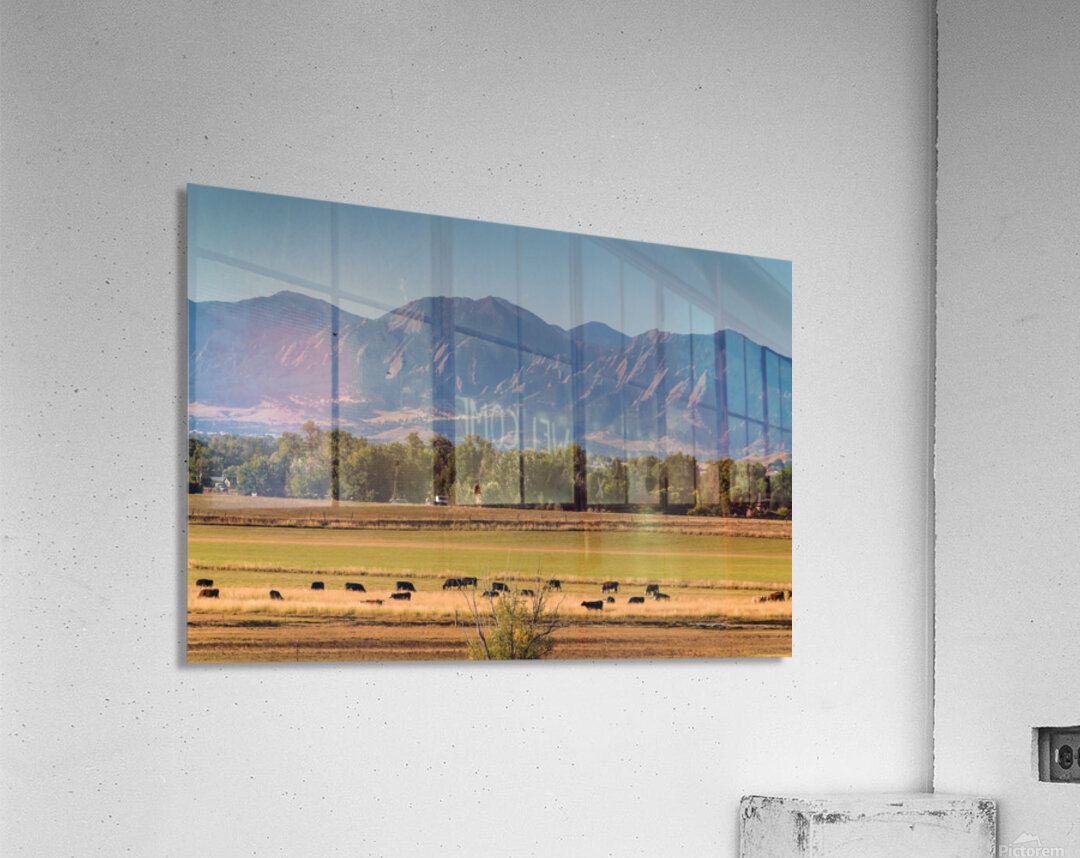 Boulder Flatirons and Cows Acrylic Print