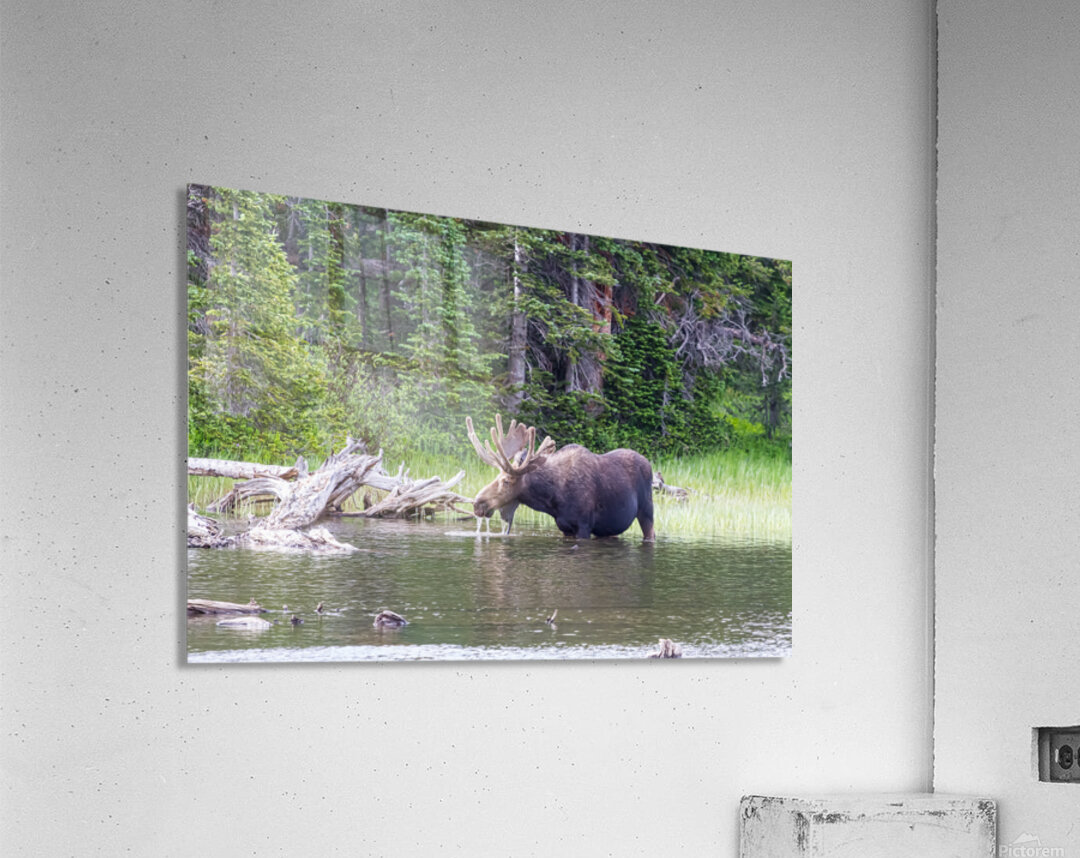 Water Feeding Moose Acrylic Print