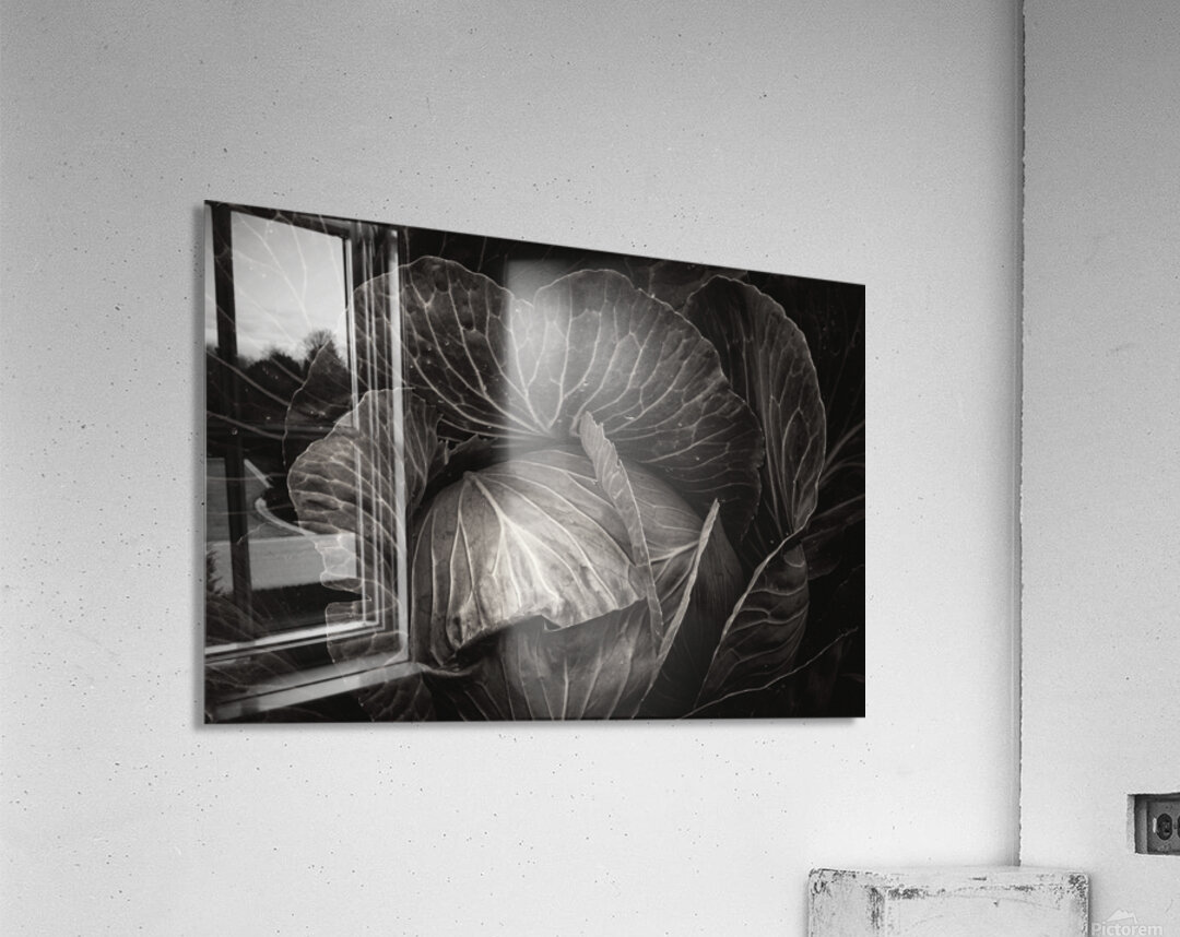 Whispers of the Garden A Monochromatic Cabbage Study Acrylic Print