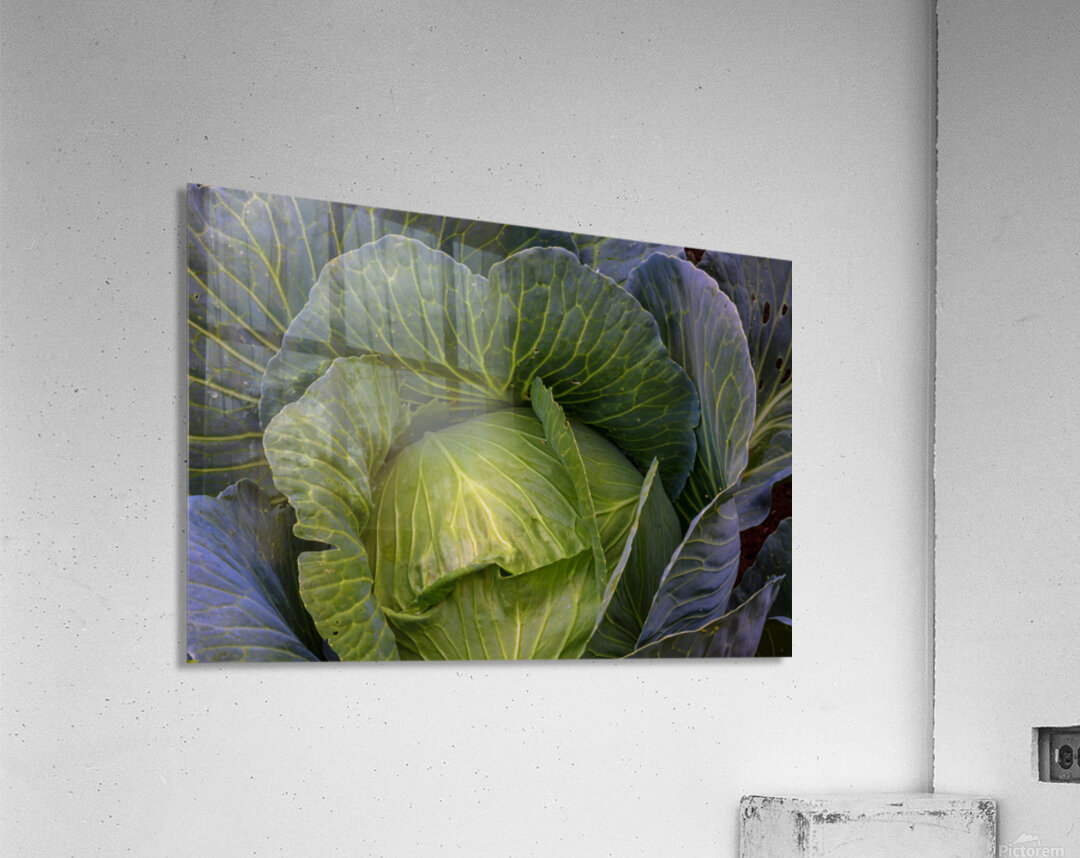 Verdant Embrace A Cabbages Garden Heart Acrylic Print