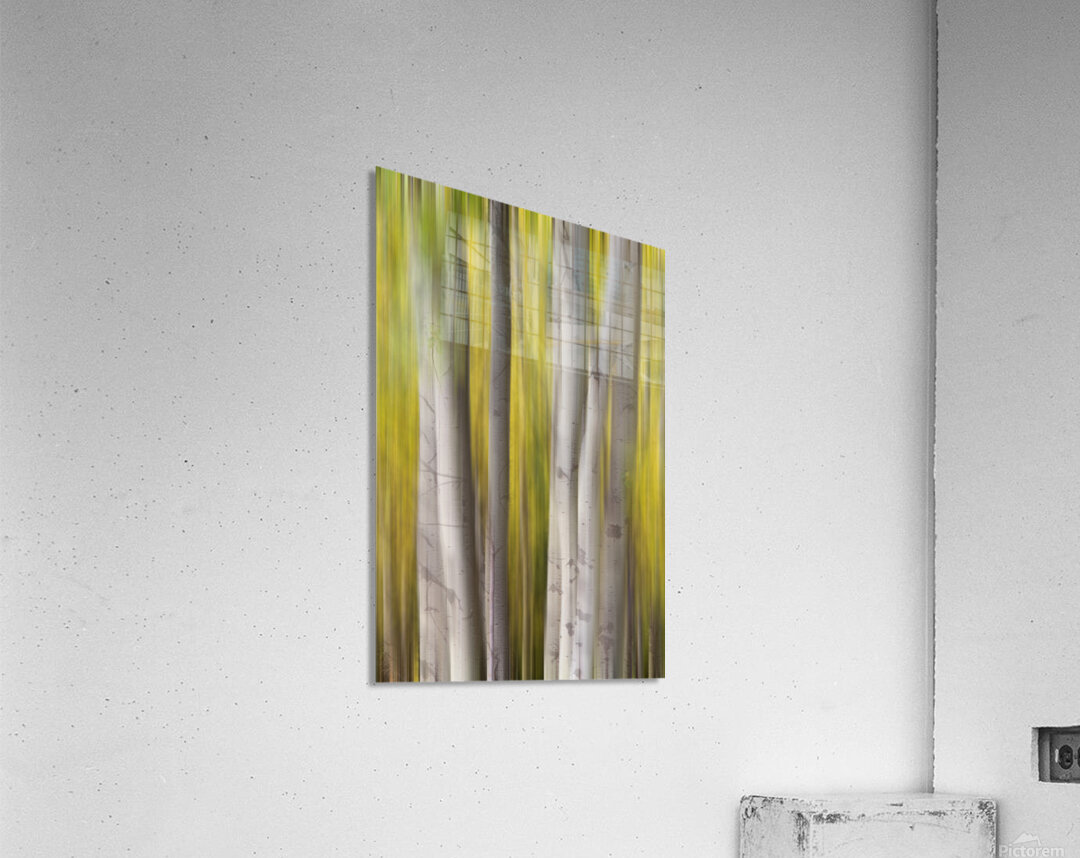 Autumn Aspen Dreamscape Abstract Landscape Acrylic Print
