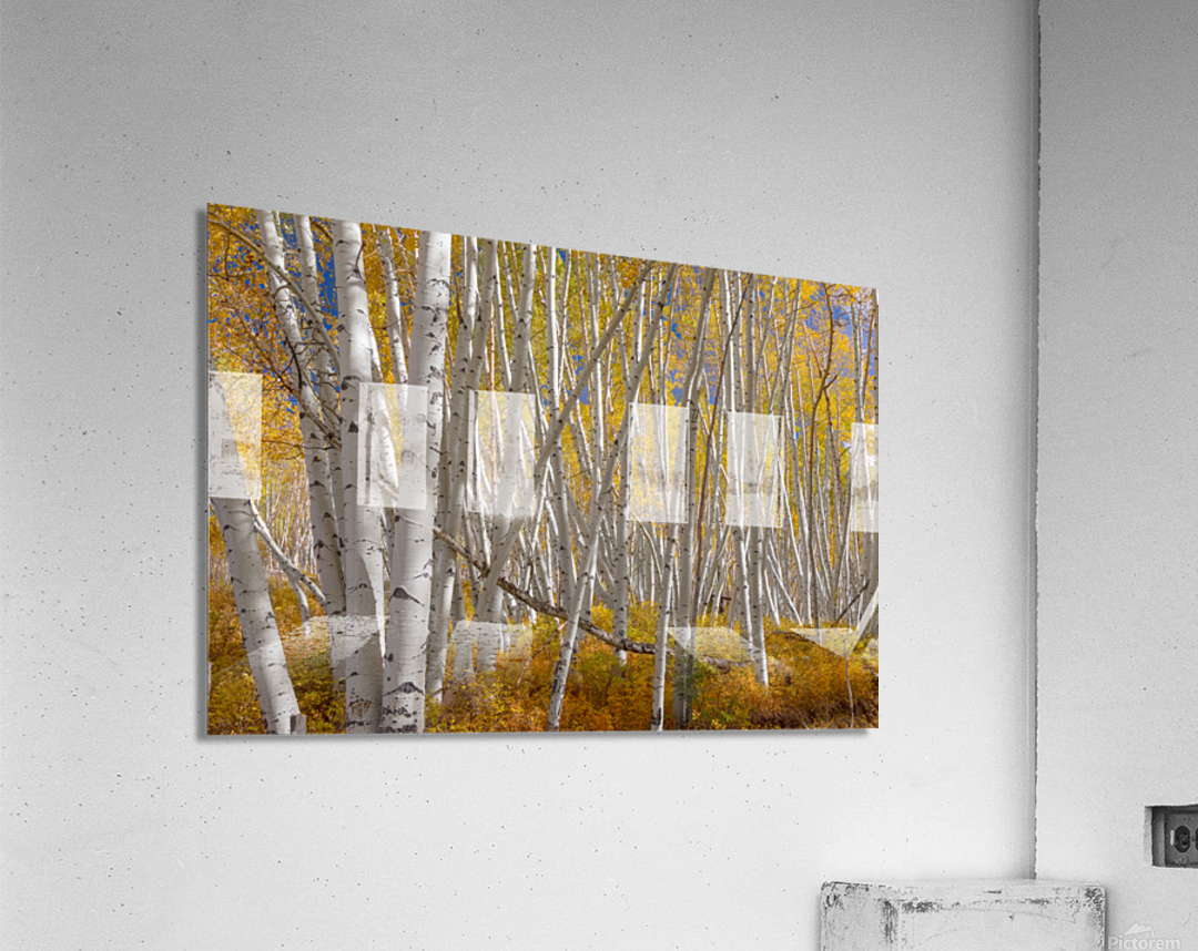 Stick Forest  Acrylic Print 