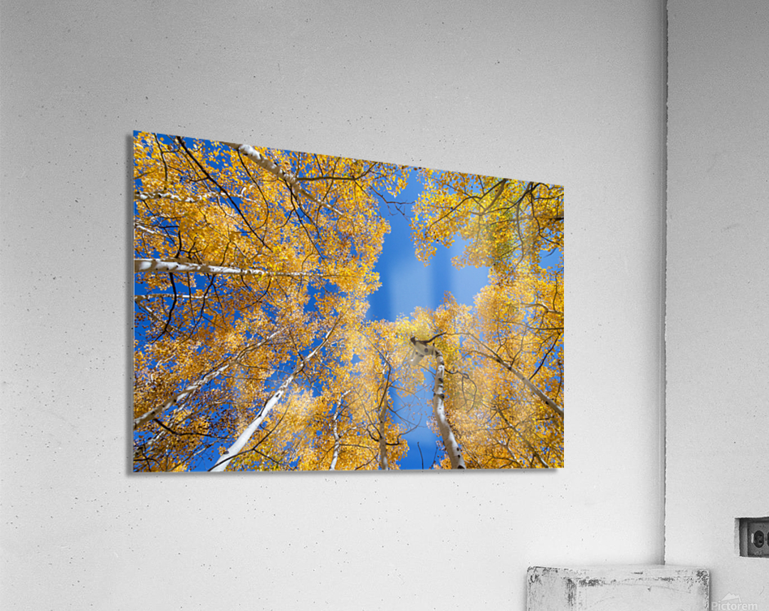 Aspen  Curve Acrylic Print