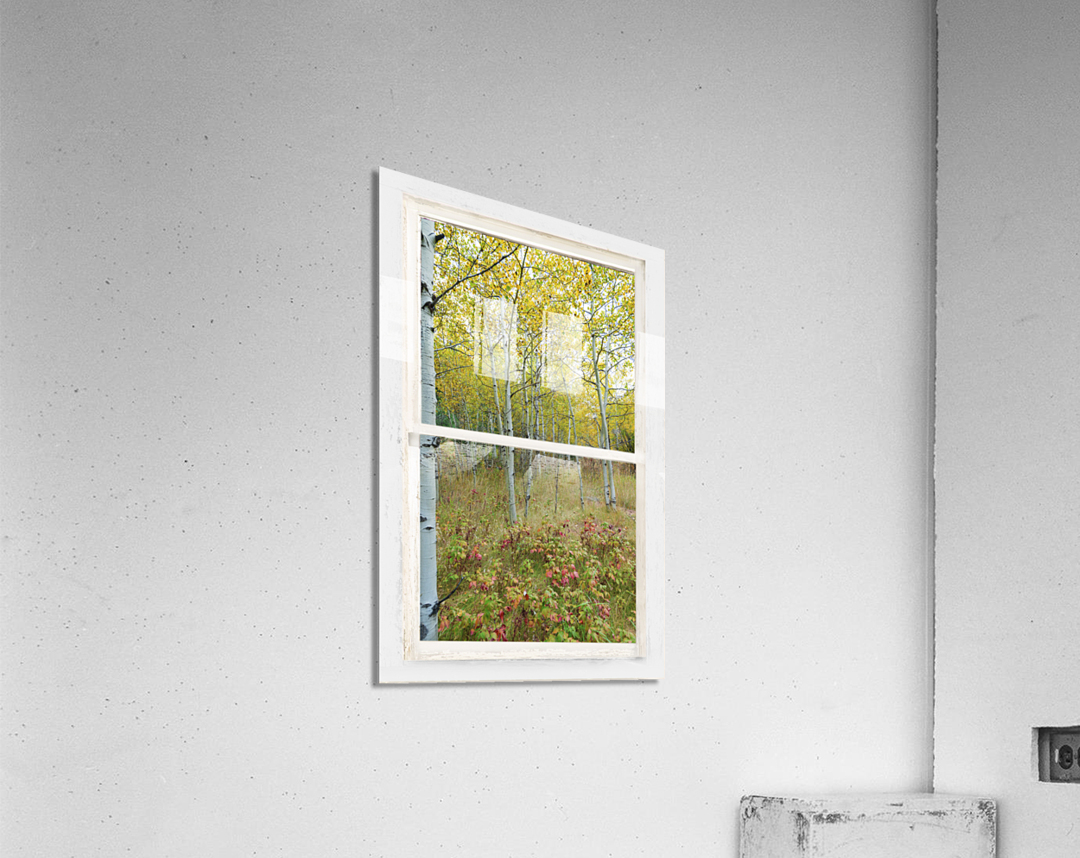 Forest Delight  White Window View  Acrylic Print 