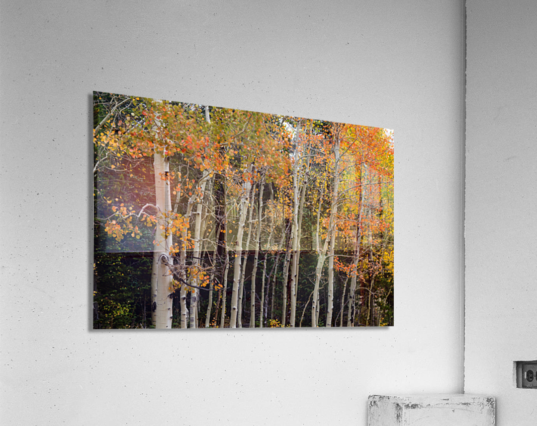 autumn seasons change  Impression acrylique 