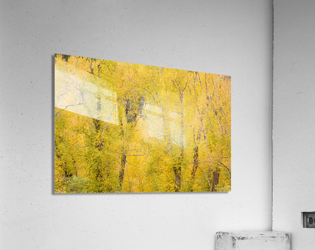 cottonwood autumn colors Acrylic Print