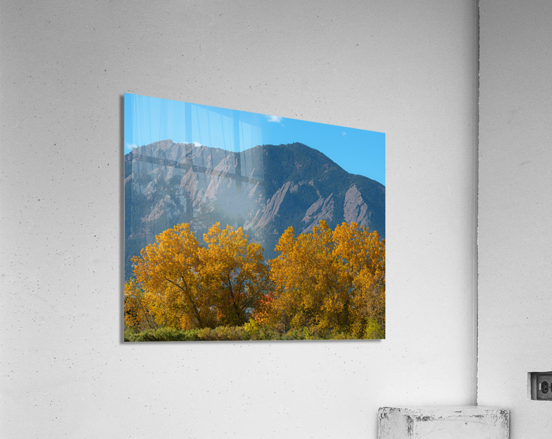 Boulder Flatirons Mighty Cottonwood Trees Acrylic Print