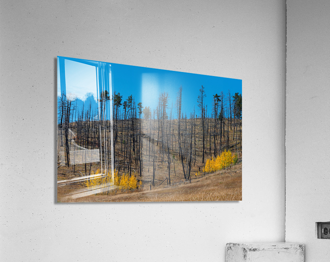 Forest Evolution Acrylic Print