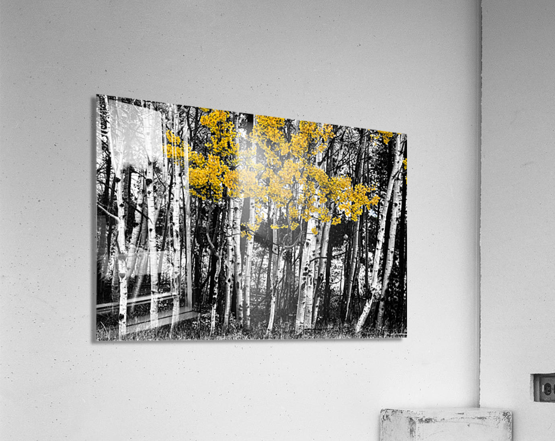Aspen Touch of Orange Acrylic Print