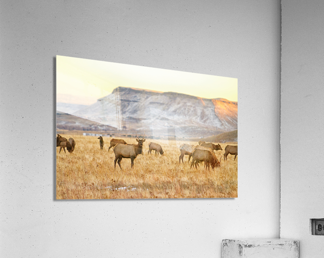 Elk Heard Grazing Rocky Mountain Foothills Acrylic Print
