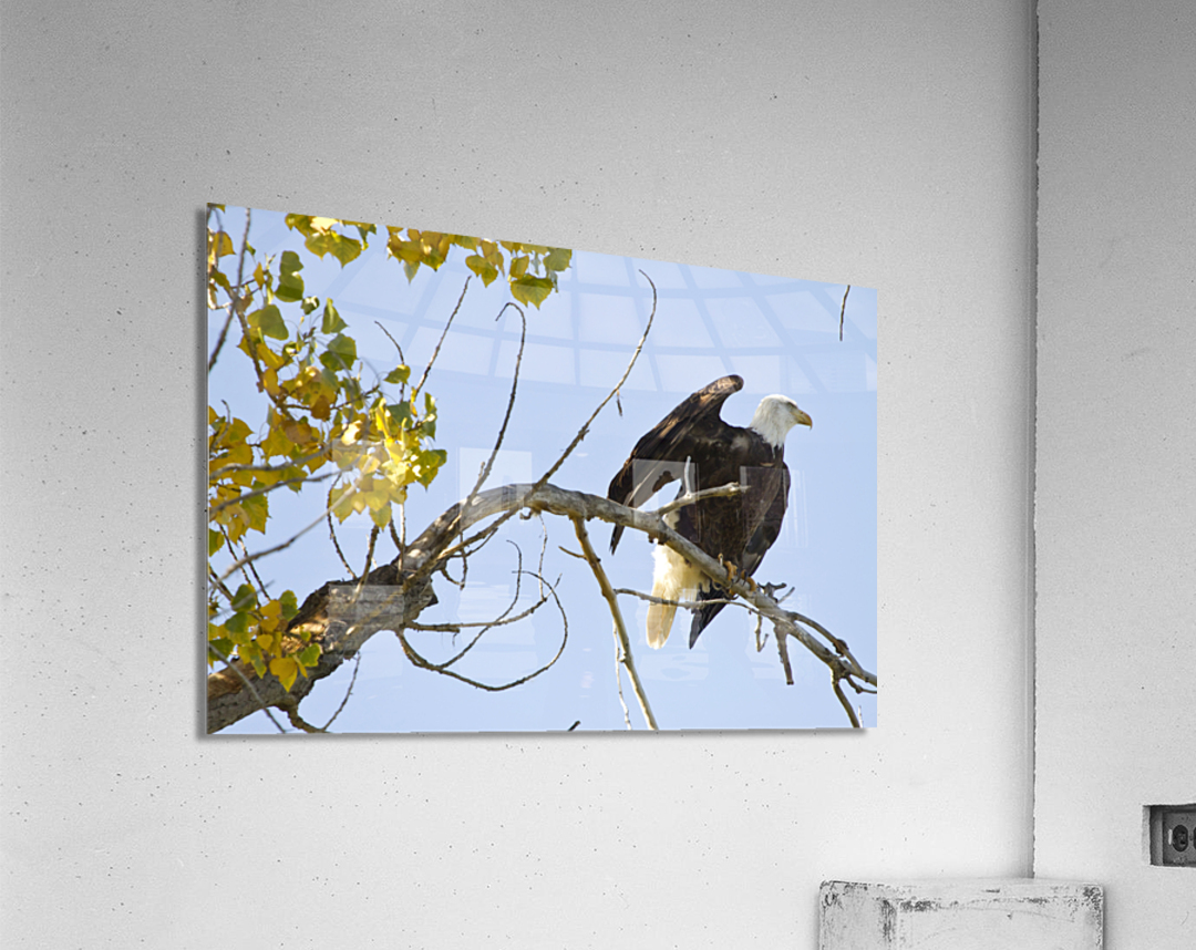 Eagle Wave Acrylic Print