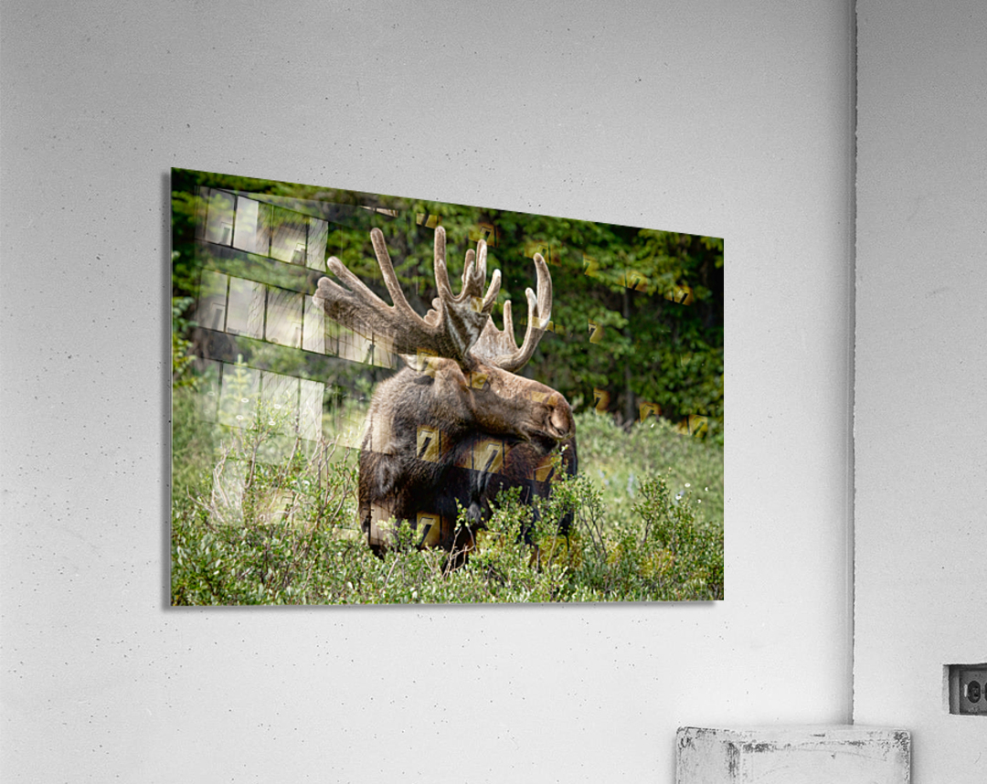Bull Moose Wild  Acrylic Print 