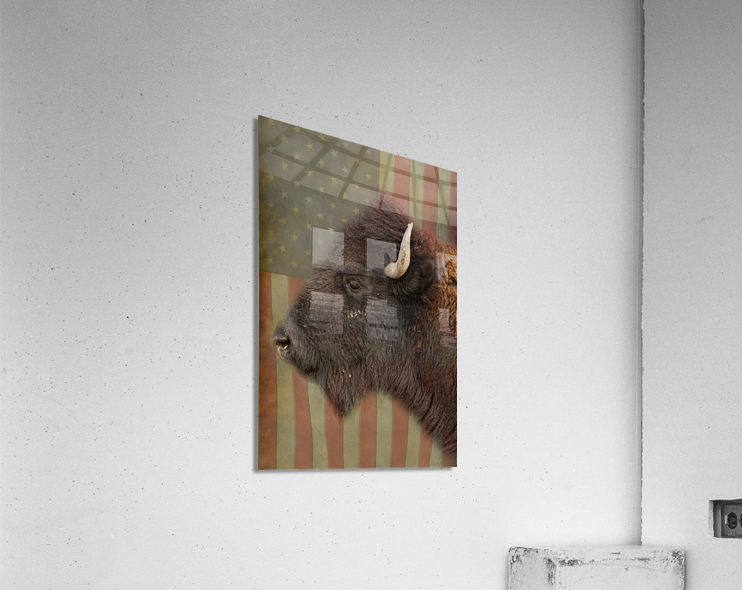 American Bison Profile Acrylic Print