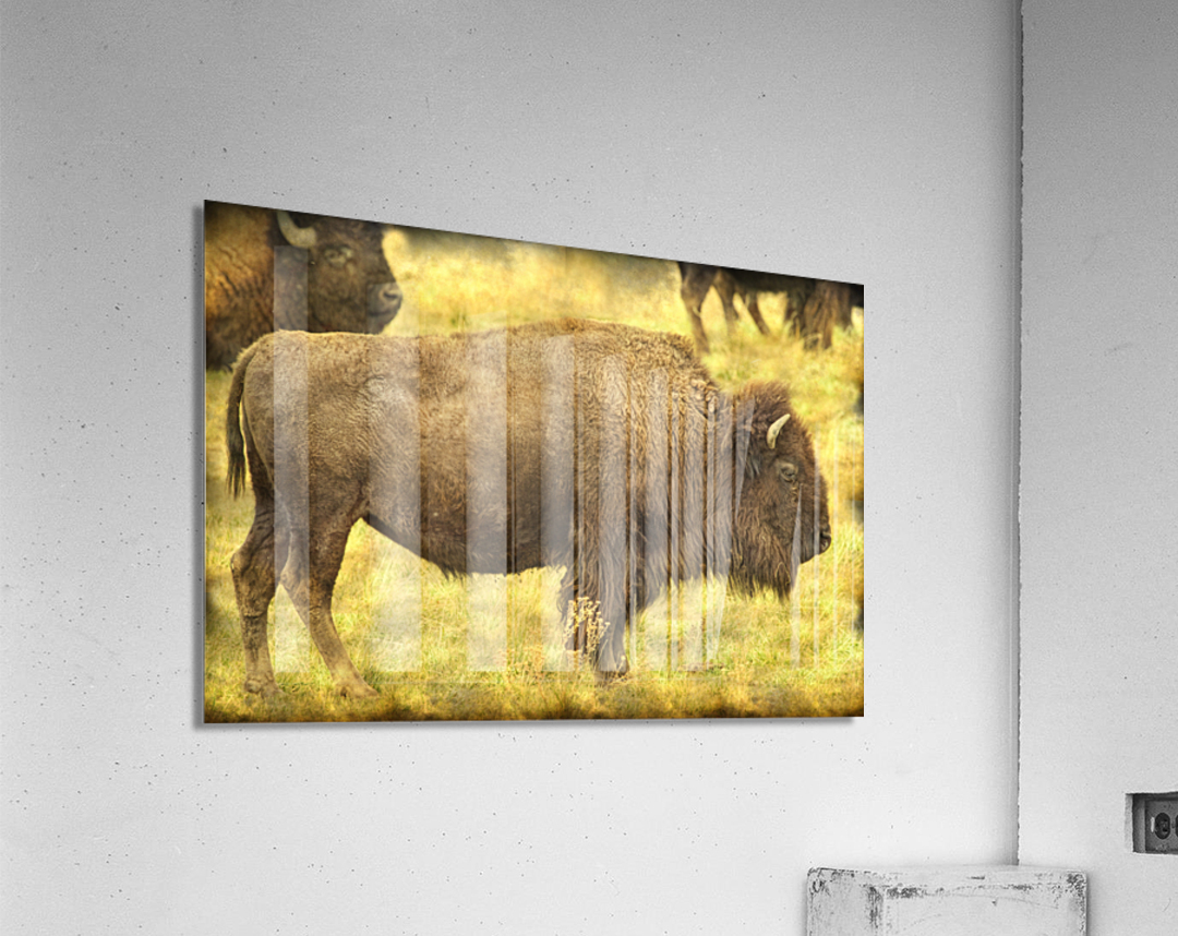 Bison Acrylic Print