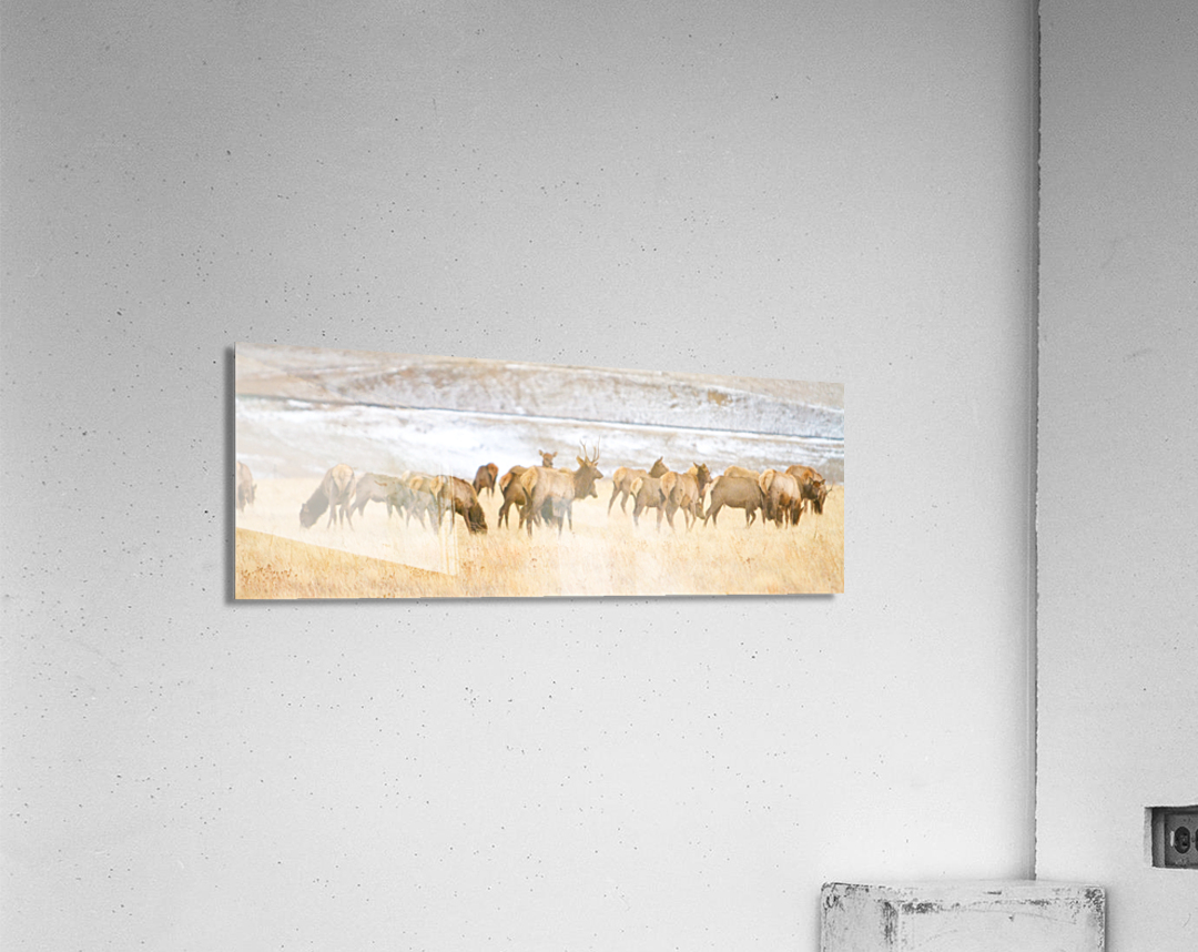 Elk Heard On The Rocky Mountain Foothills    Acrylic Print 