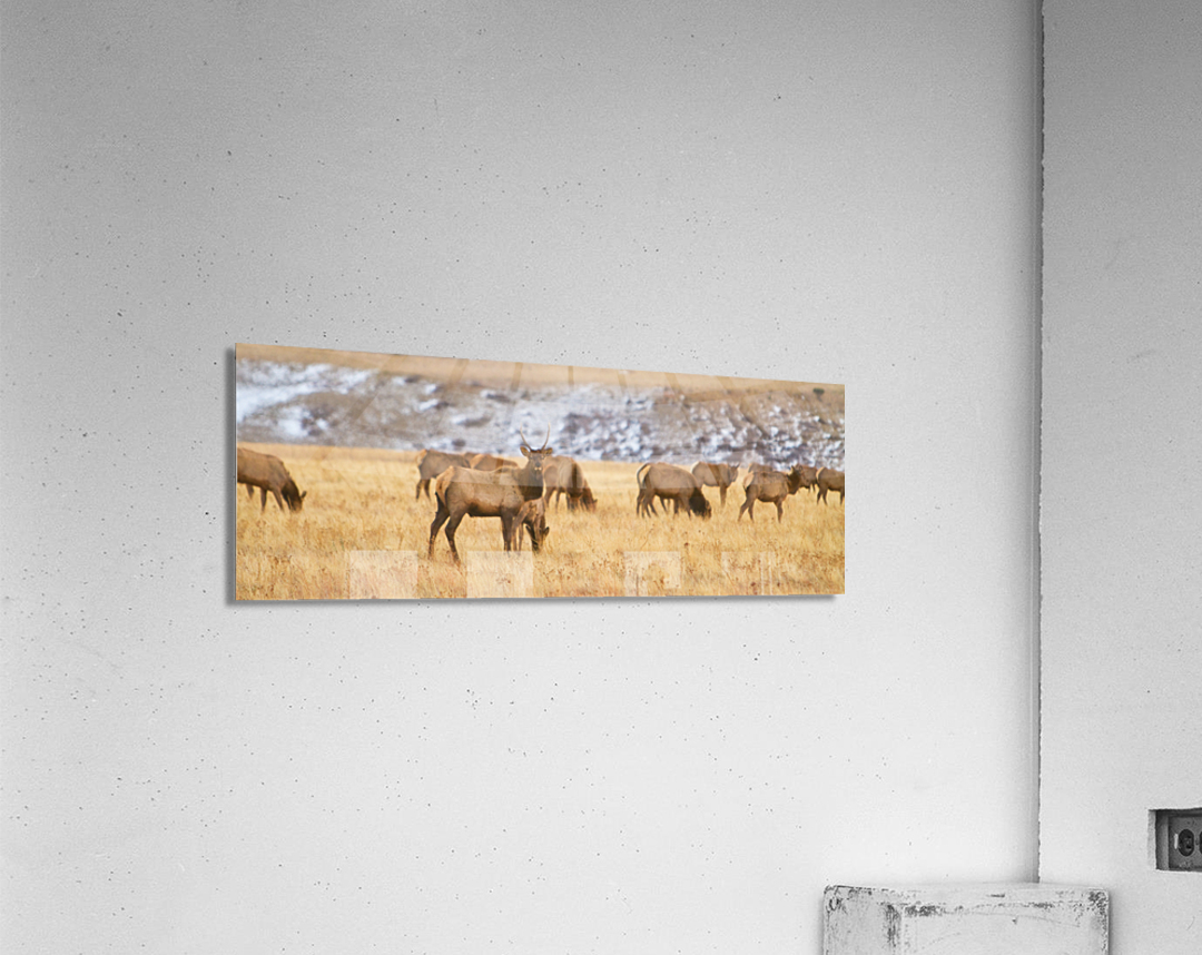 Elk Heard Colorado Foothills Plains Panorama  Acrylic Print 