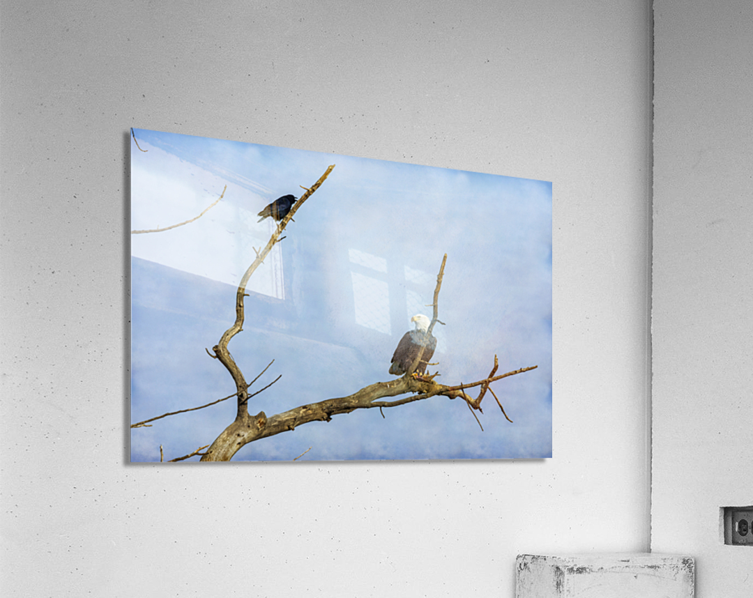 Bald Eagle Crow Acrylic Print