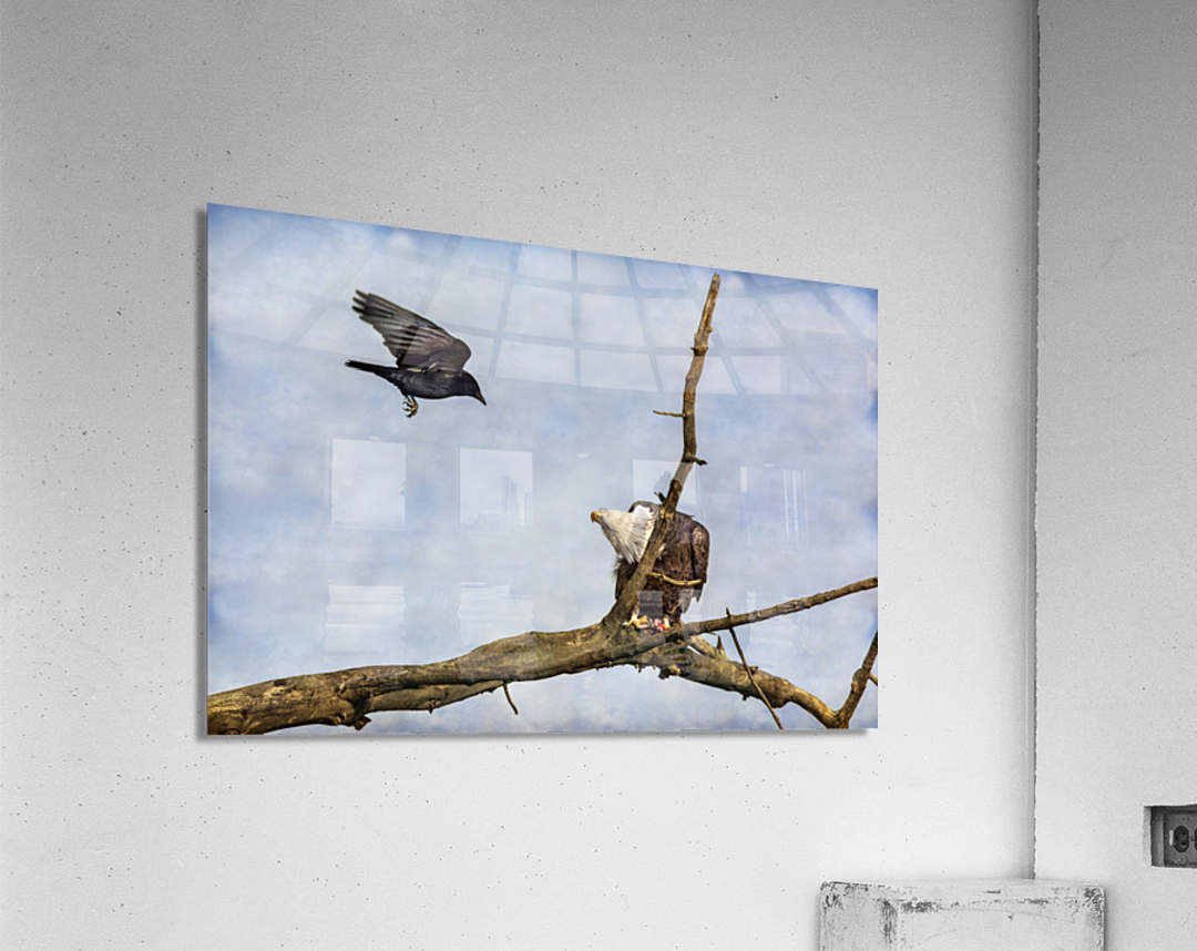 Crow Attacking Bald Eagle Acrylic Print