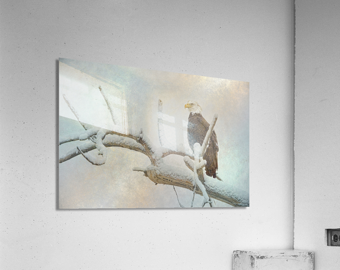 Eagle Eye Acrylic Print