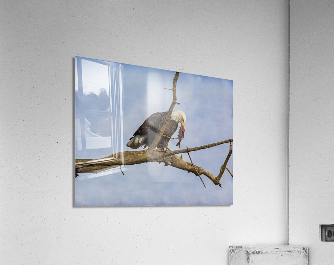 fish anyone Acrylic Print