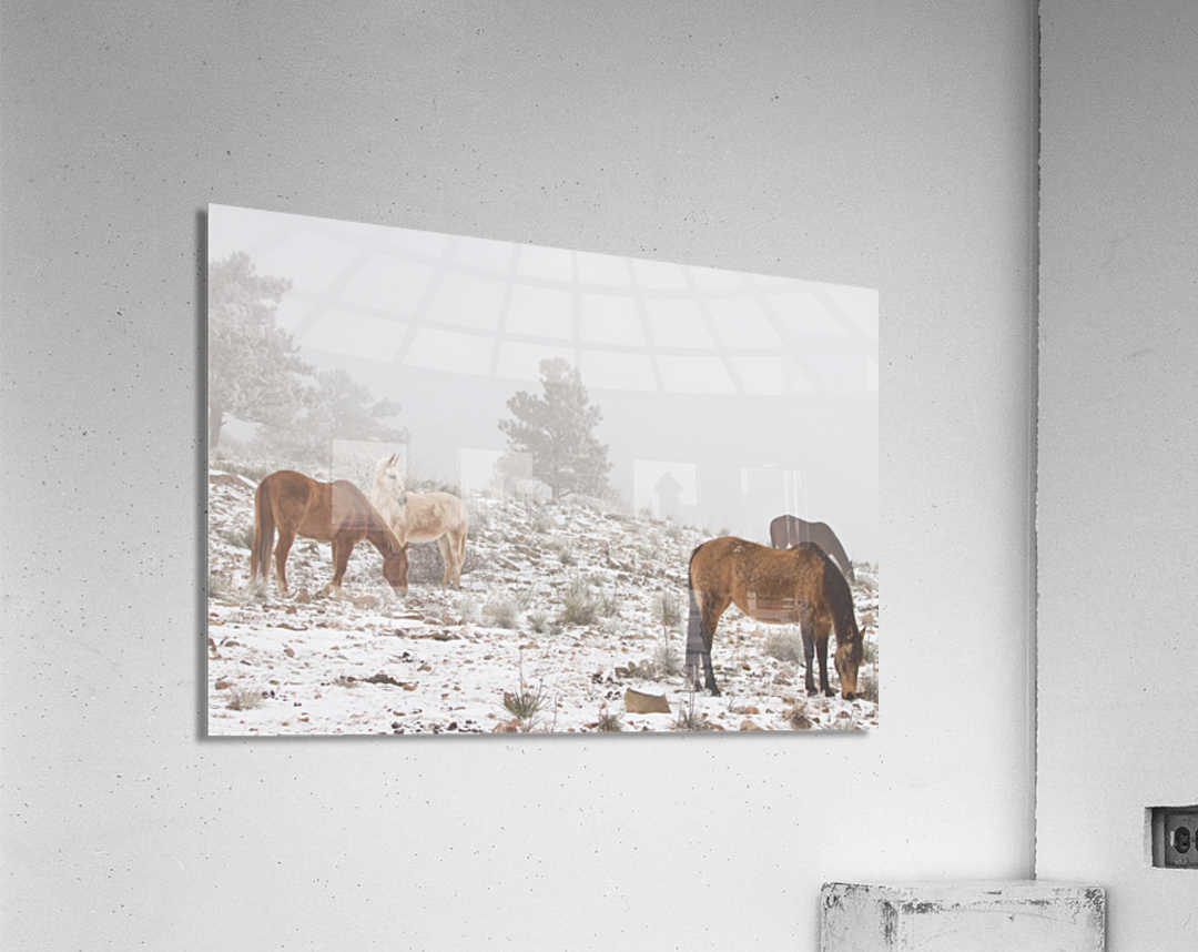 Horses Winter Snow Fog  Acrylic Print 