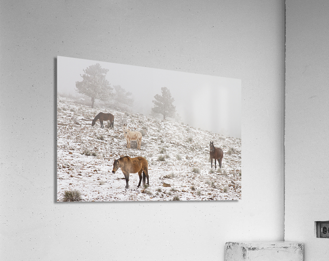 Rocky Mountain Horses Snow Fog  Acrylic Print 