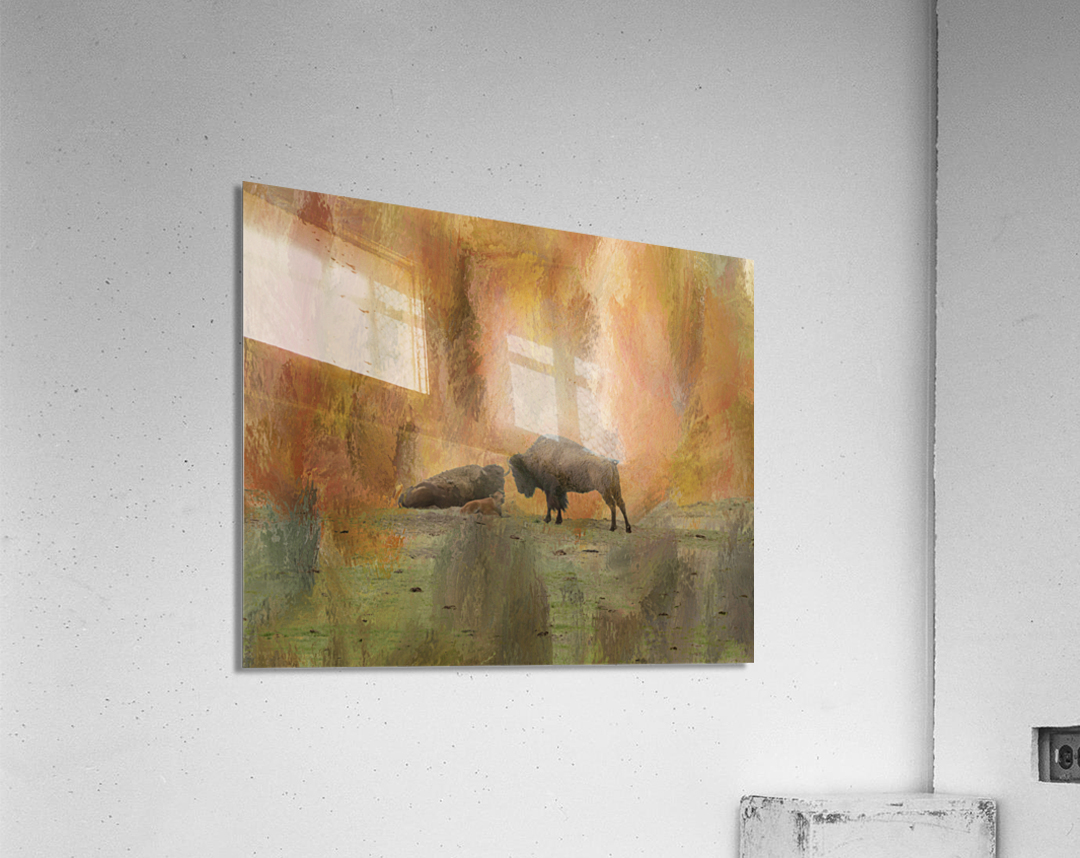 Young Buffalo Acrylic Print