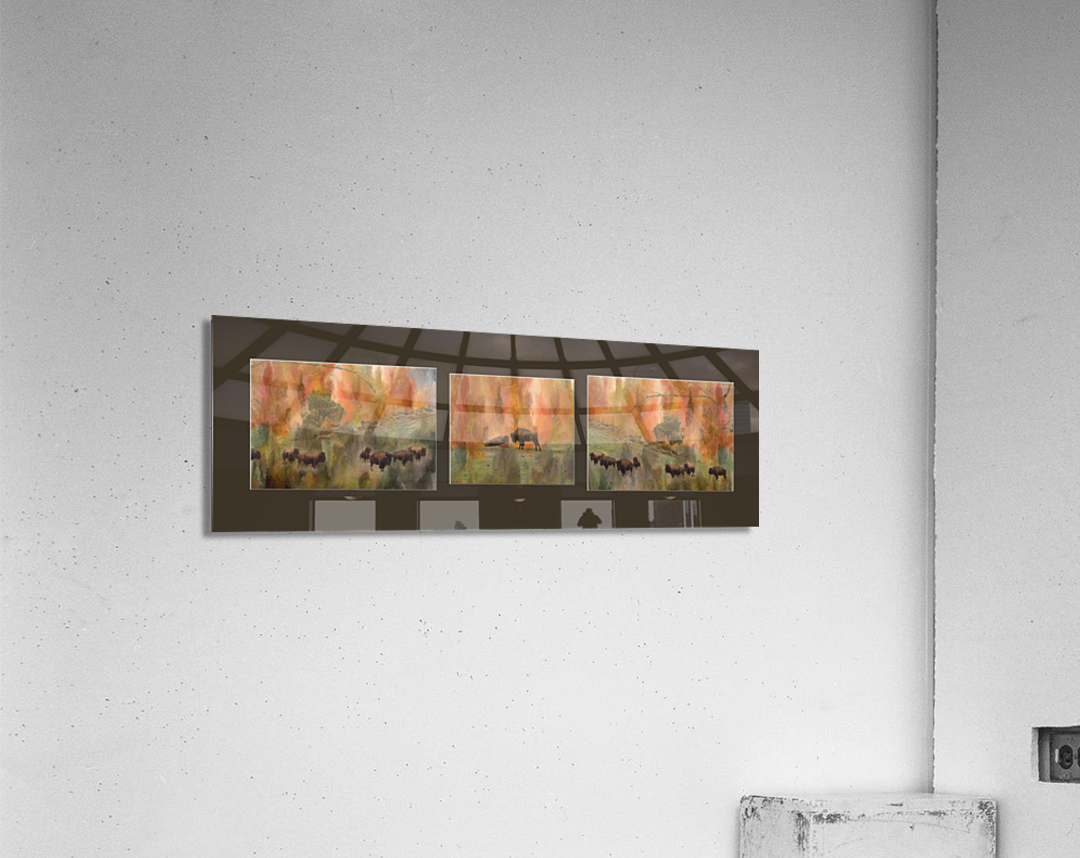 Bison Moment Acrylic Print