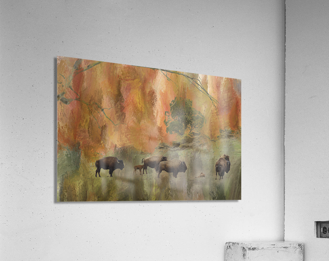 Springtime Bison Calves Acrylic Print