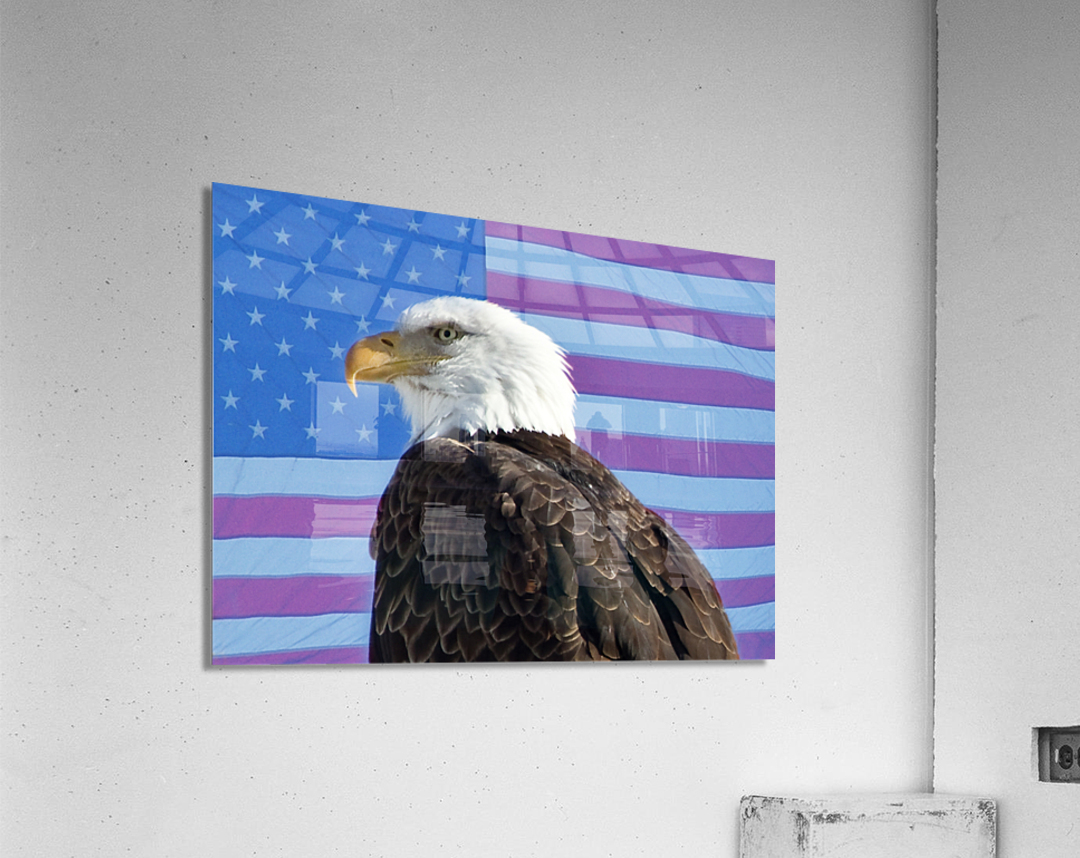 American Eagle 2 Acrylic Print